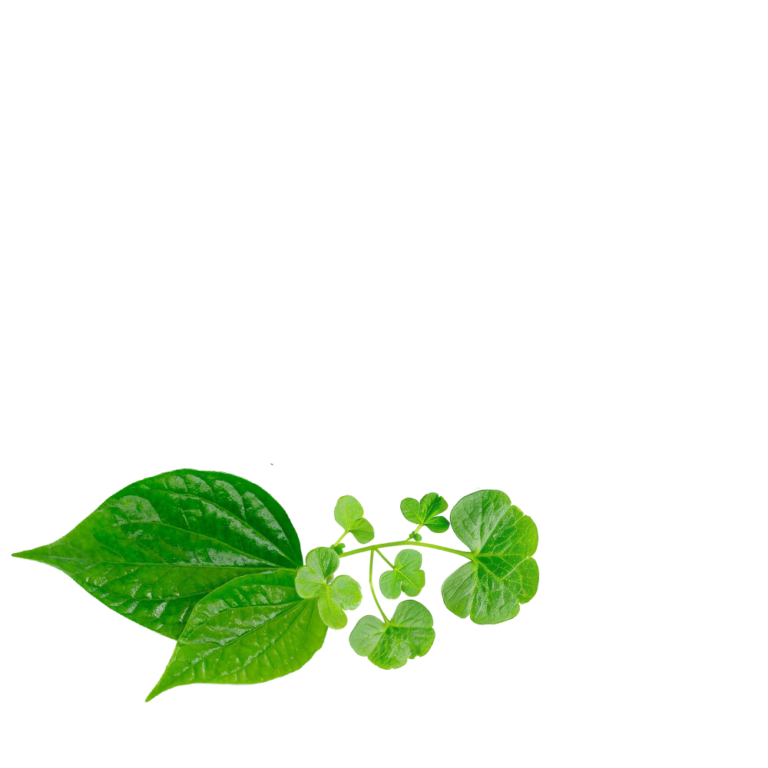 Danvy Pharma - Dược Mỹ Phẩm Chăm Sóc Cơ Thể Từ Thiên Nhiên - Bọt Vệ Sinh Anvie Organic 8 Alayer4-parallax