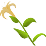 Anh Anvie Organic-kim Ngan